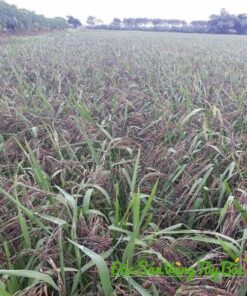 Gạo Nếp Cẩm Điện Biên Loại Thượng Hạng Chuẩn Điện Biên Cánh đồng nếp cẩm trước khi thu hoạch