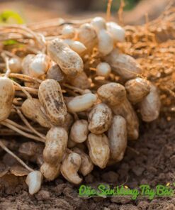 Mua Lạc Đỏ Nương Bóc Tay cay do lac