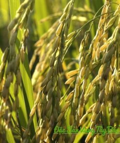 Mua Gạo Lứt Séng Cù Điện Biên cay lua seng cu