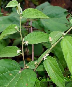 chup can canh cay an xoa