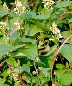 chup can canh cay ha thu o do