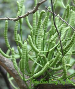 Cao Gắm Loại 1 - Thần Dược Điều Trị Gout Hiệu Quả day gam ngoai tu nhien