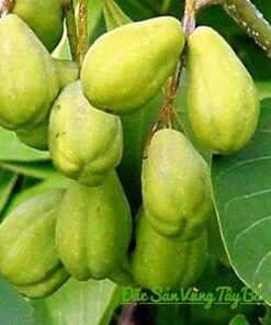 quả kha tử tươi