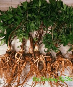 Sâm đương quy tươi