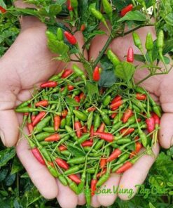 chup can canh ot gio ha giang