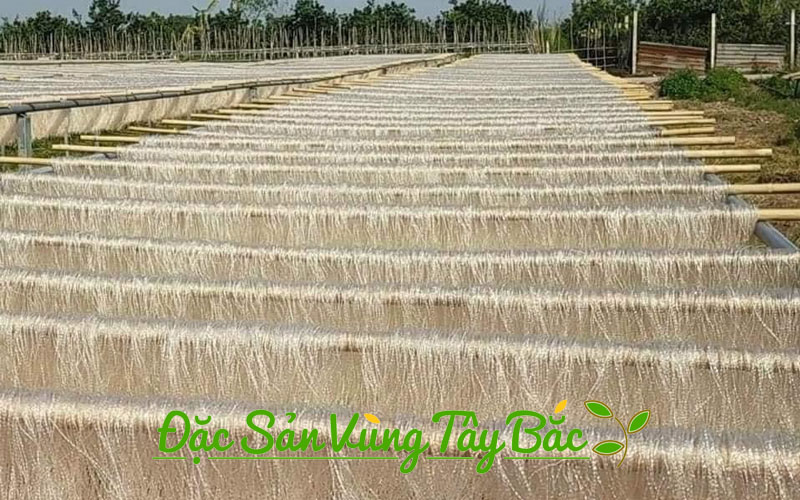 phoi mien khoai lang