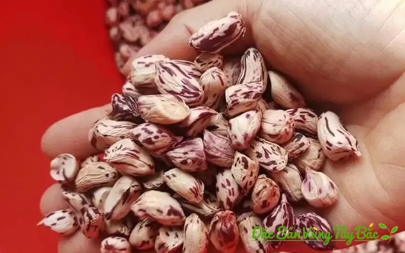 Lạc Hoa Mèo (Lạc Vằn Pa Dí) Tây Bắc