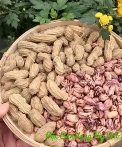 Lạc Hoa Mèo (Lạc Vằn Pa Dí) Tây Bắc