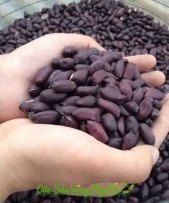 Lạc Đen Tây Bắc