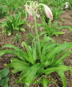 Cây trinh nữ hoàng cung khô