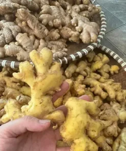 Nước cốt gừng tươi