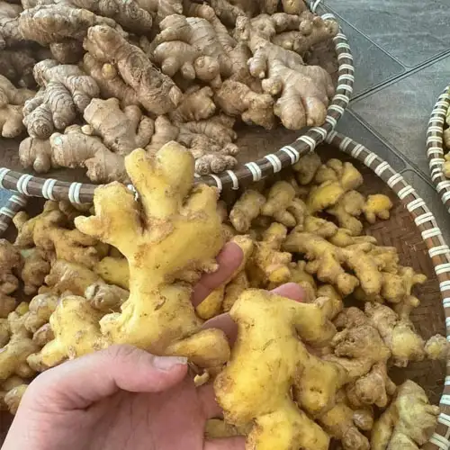 Nước cốt gừng tươi