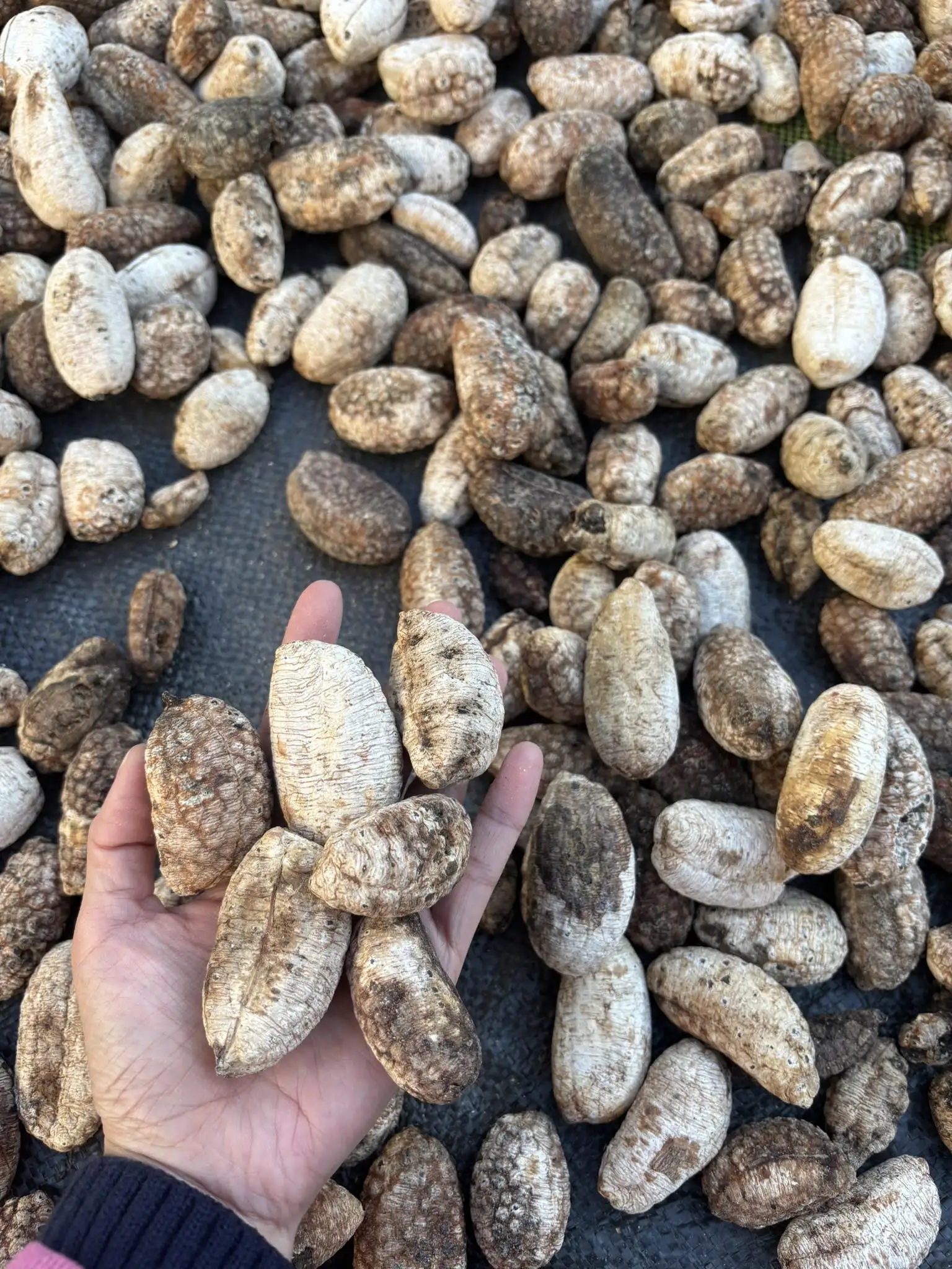 3 Cách Ngâm Rượu Chuối Hột Rừng Chuẩn Vị Tây Bắc – Bổ Thận, Giảm Đau Lưng 3 Cách Ngâm Rượu Chuối Hột Rừng Chuẩn Vị Tây Bắc – Bổ Thận, Giảm Đau Lưng