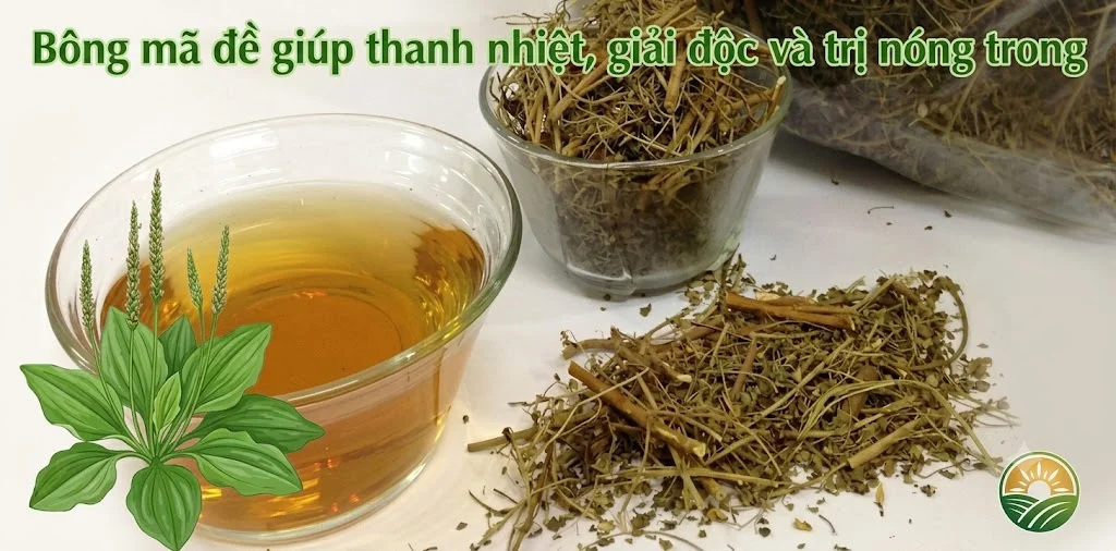 Bông mã đề giúp thanh nhiệt, giải độc và trị nóng trong