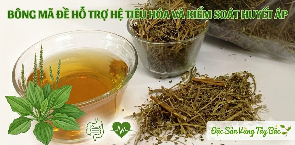 Bông mã đề hỗ trợ hệ tiêu hóa và kiểm soát huyết áp