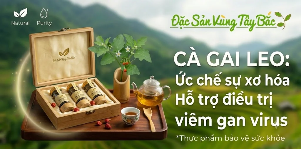 Cà gai leo giúp ức chế sự xơ hóa và hỗ trợ điều trị viêm gan virus