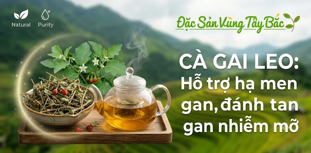 Cà gai leo hỗ trợ hạ men gan, đánh tan gan nhiễm mỡ