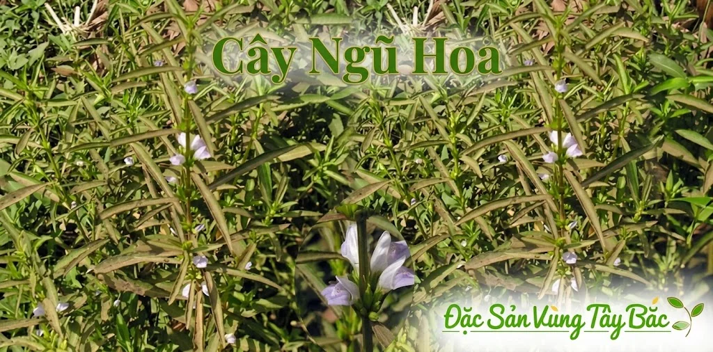 Ngũ Hoa Hạt ( Hạt Đình Lịch) Hình ảnh cây ngũ hoa