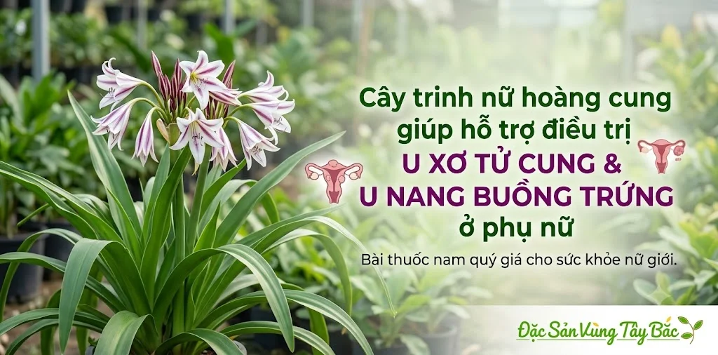 Cây trinh nữ hoàng cung giúp hỗ trợ điều trị u xơ tử cung và u nang buồng trứng ở phụ nữ