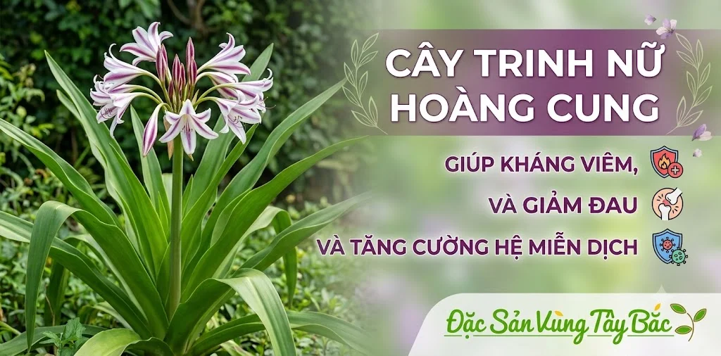 Cây trinh nữ hoàng cung giúp kháng viêm, giảm đau và tăng cường hệ miễn dịch