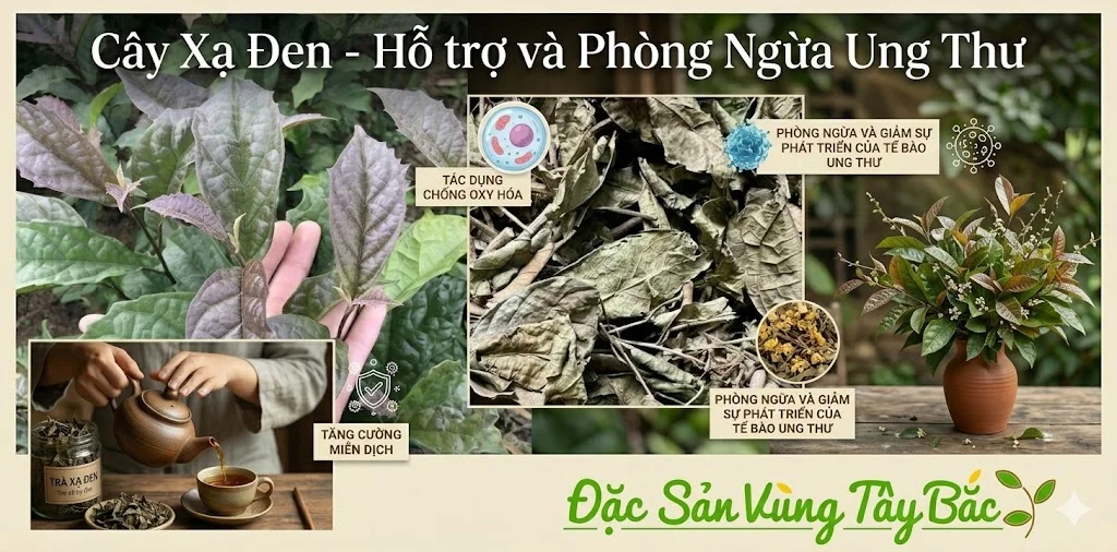 Cây Xạ Đen Khô Cây xạ đen giúp hỗ trợ điều trị và phòng ngừa bệnh ung thư
