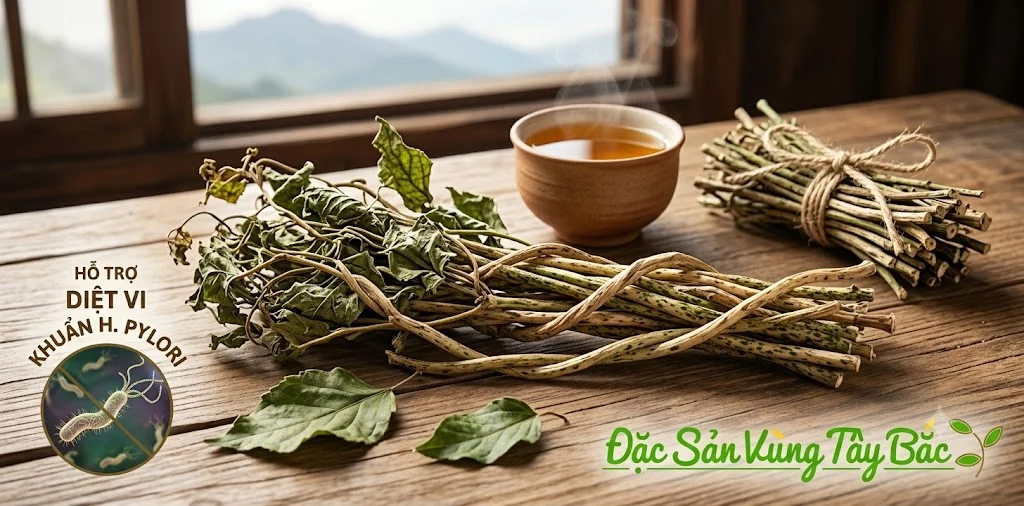 Chè dây giúp tiêu diệt và ức chế vi khuẩn HP
