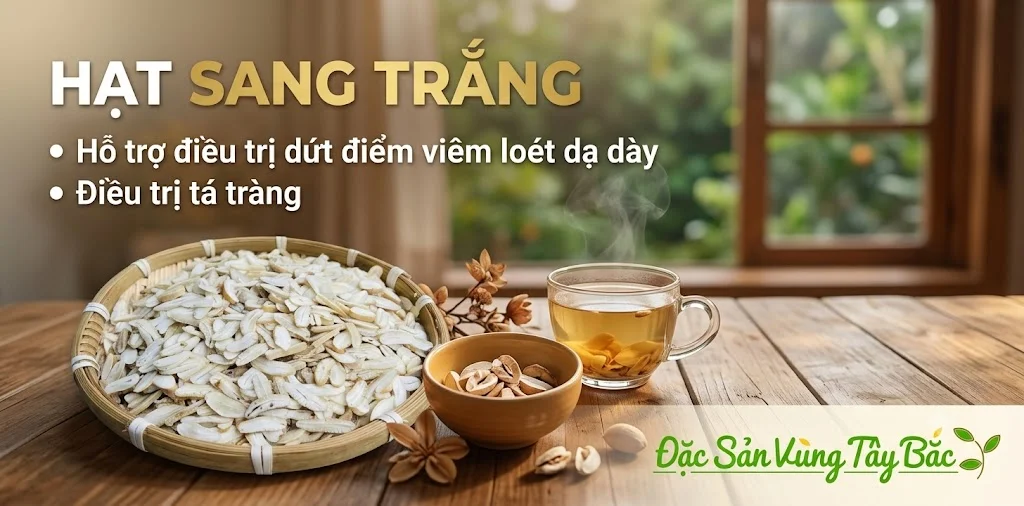 Hạt sang trắng hhỗ trợ điều trị dứt điểm viêm loét dạ dày và tá tràng