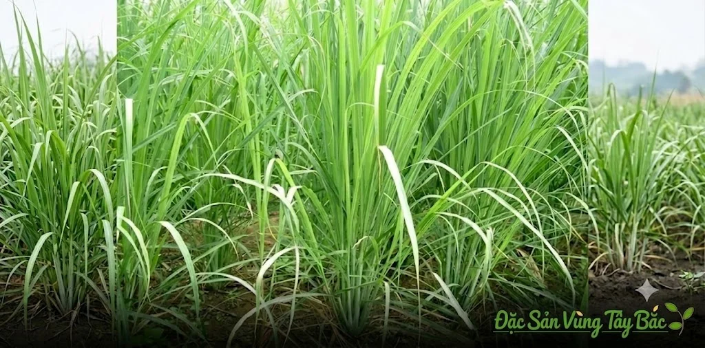 Hình ảnh cây sả chanh