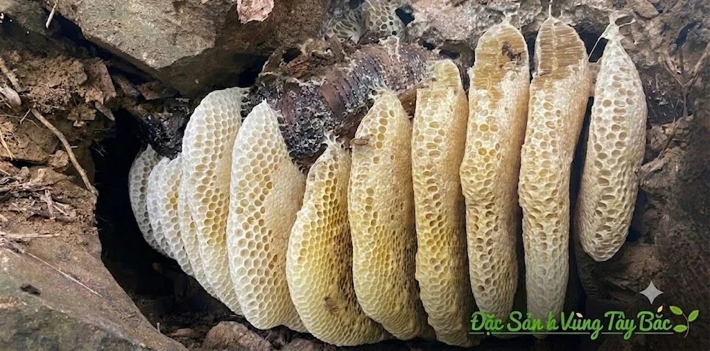 Hình ảnh tổ ong đá rừng Tây Bắc