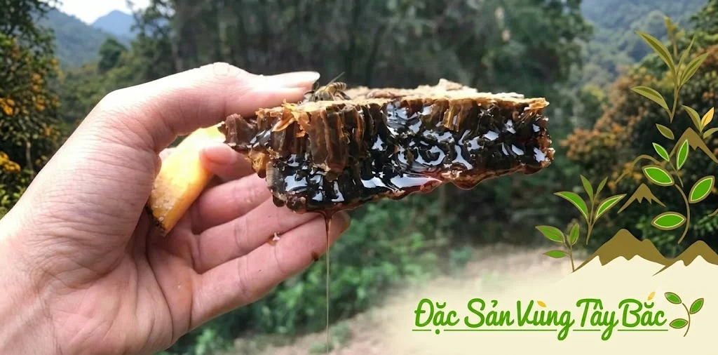 Hình ảnh tổ ong đắng rừng Tây Bắc