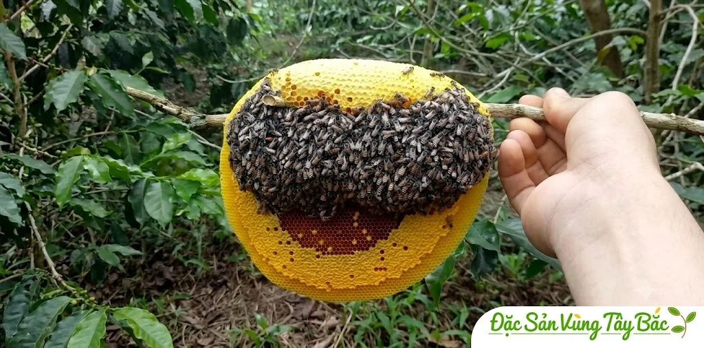 Hình ảnh tổ ong ruồi Tây Bắc