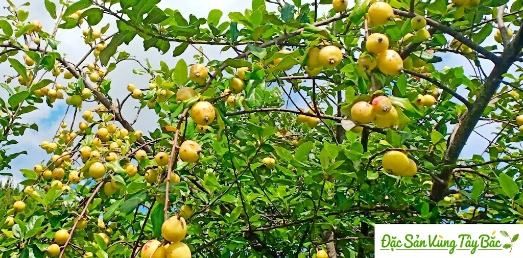 Hình ảnh quả táo mèo