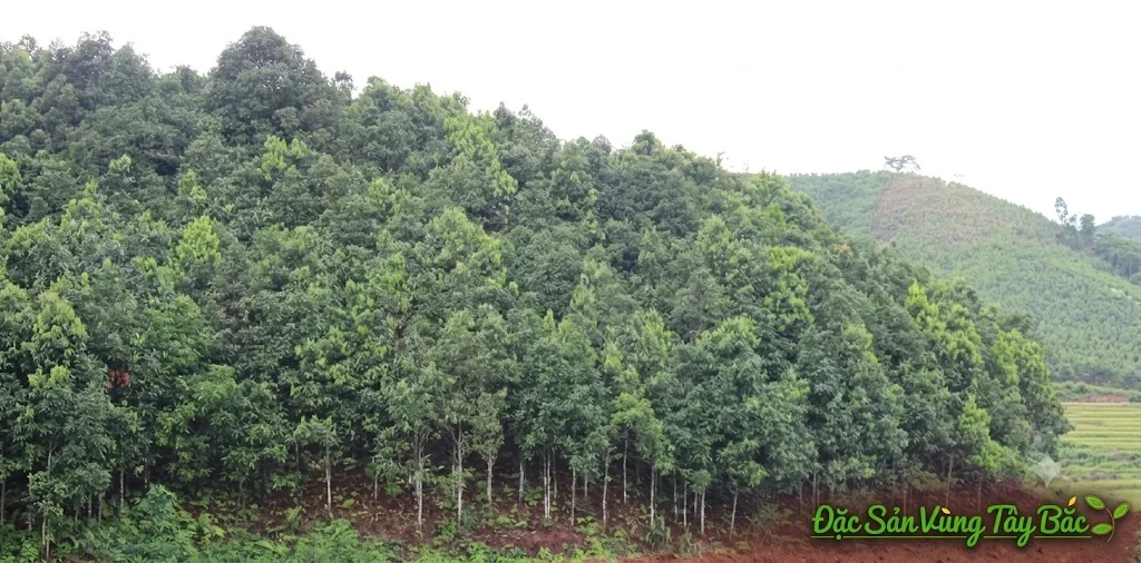 Rừng quế Yên Bái