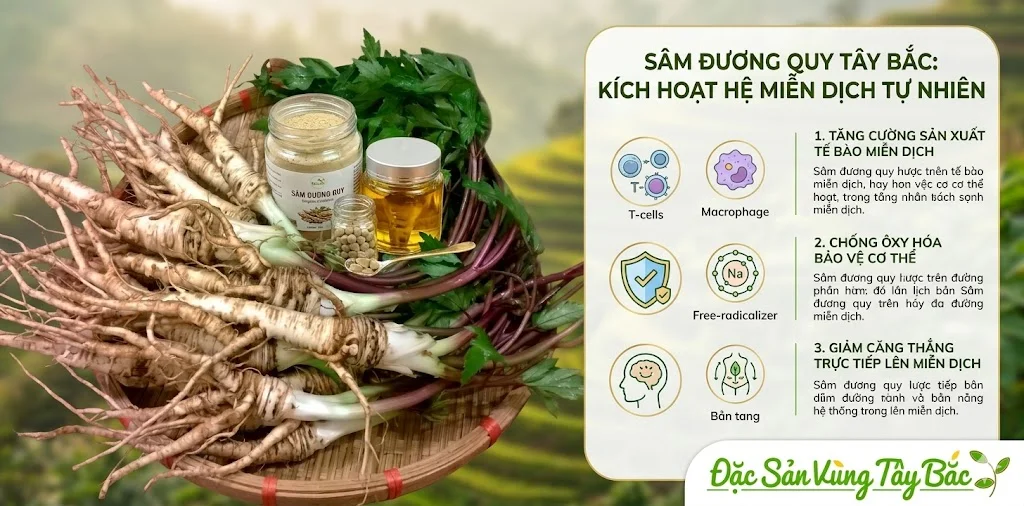 Sâm đương quy giúp tăng cường miễn dịch