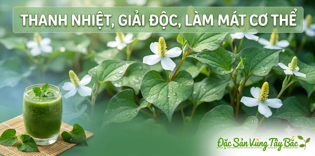Bột diếp cá giúp thanh nhiệt, giải độc và làm mát cơ thể