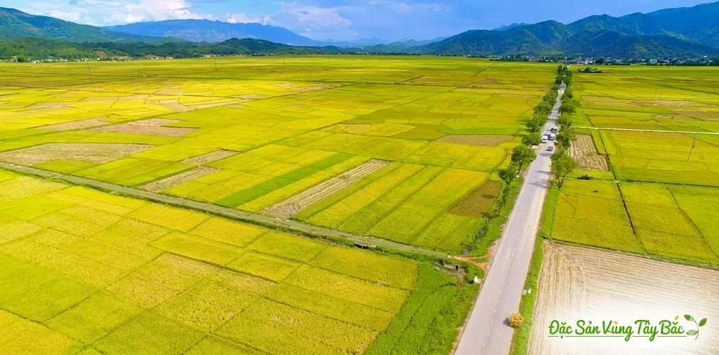 Cánh đồng Mường Thanh nơi sinh ra rất nhiều loại gạo nổi tiếng
