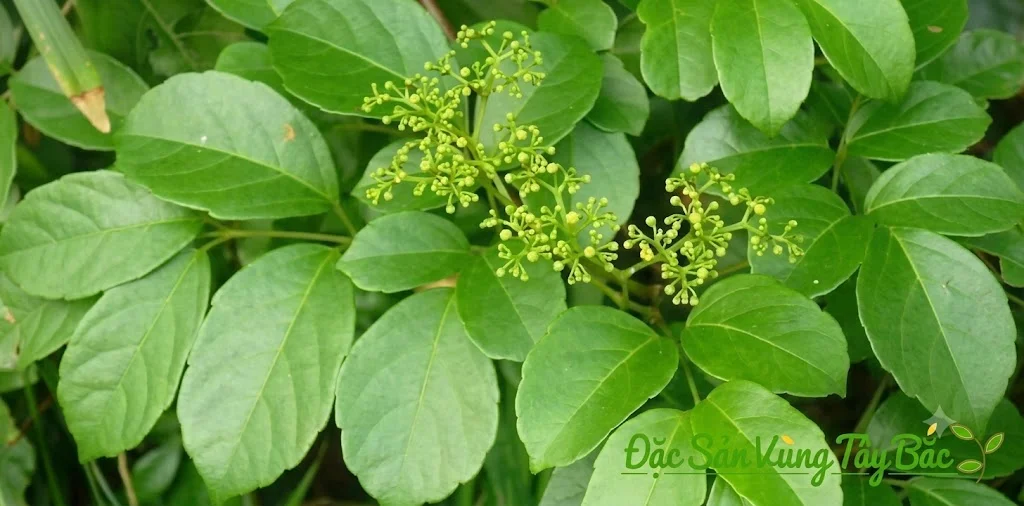 Hình ảnh cây chè dây
