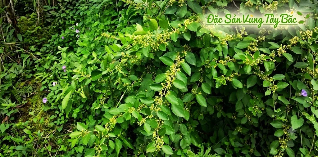 Hình ảnh cây dây thìa canh