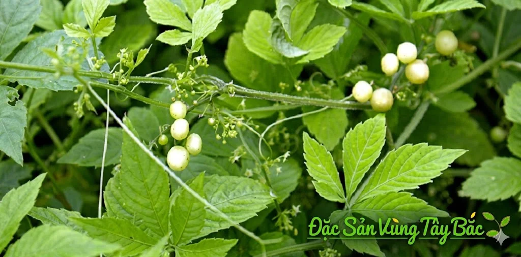 Giảo Cổ Lam Hình ảnh cây giảo cổ lam