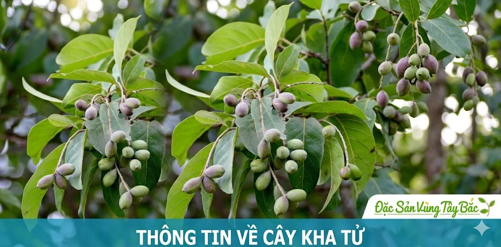 Hình ảnh cây kha tử