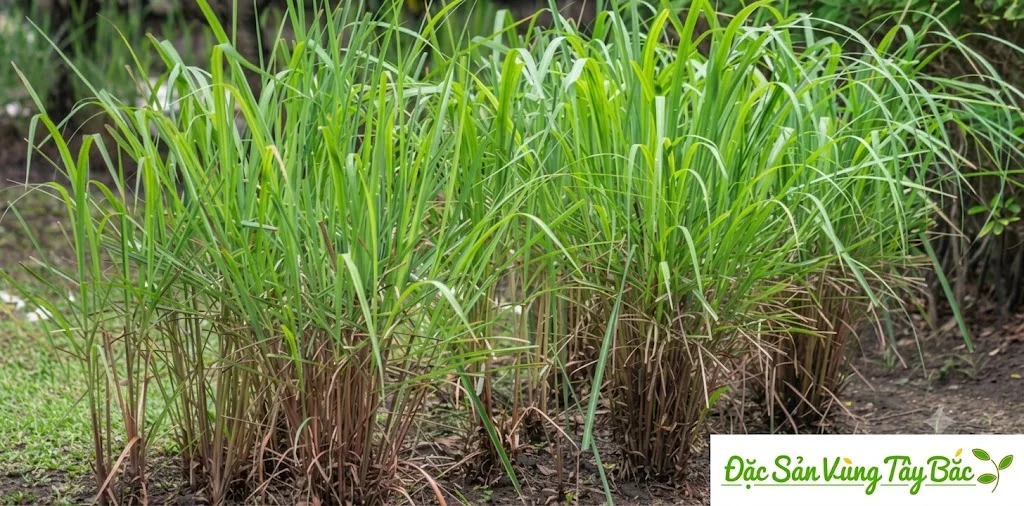 Hình ảnh cây sả java
