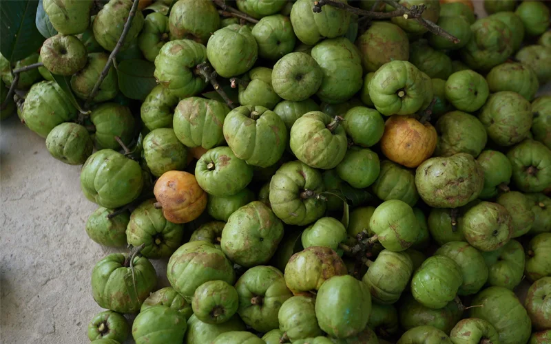 Hình ảnh quả tai chua 