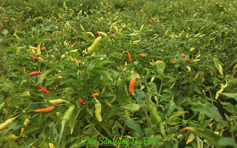 Khu vực trồng ớt Mường Khương
