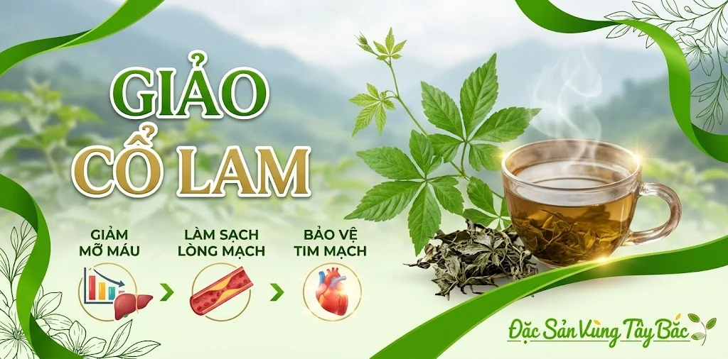 Giảo Cổ Lam Giảo cổ lam giúp Hạ mỡ máu, làm sạch lòng mạch và bảo vệ tim mạch