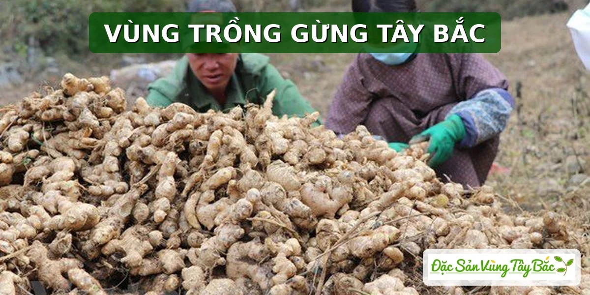 Tây Bắc sở hữu vùng trồng gừng rộng rãi