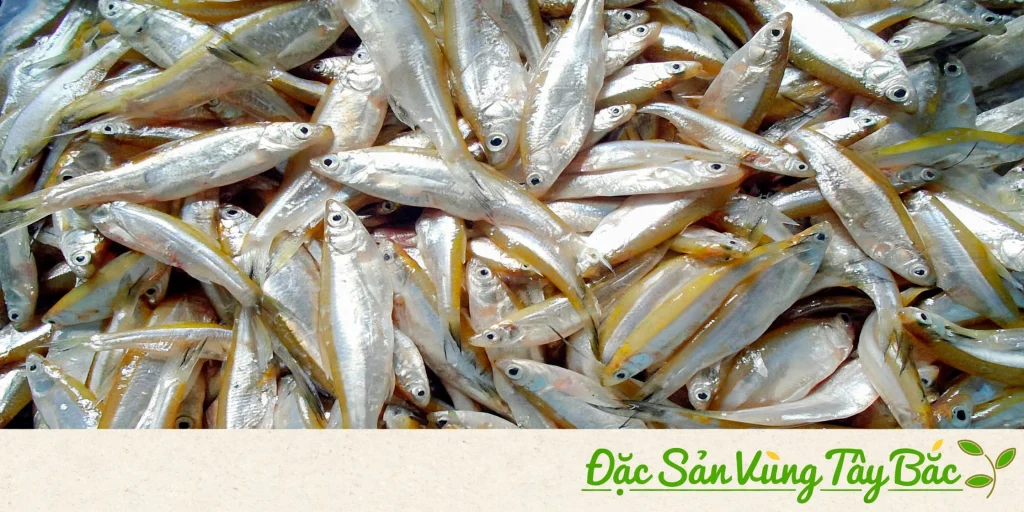Hình ảnh cá tép dầu hay cá thầu dầu sông Đà