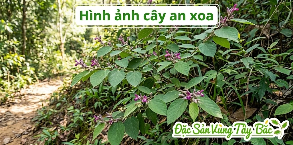Cây An Xoa Hình ảnh cây an xoa
