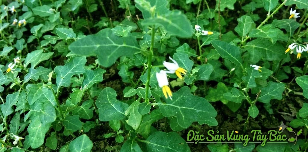 Hình ảnh cây cà gai leo