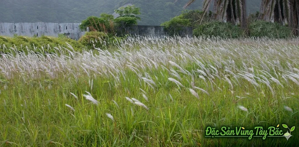 Hình ảnh cây cỏ tranh