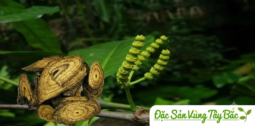 Hình ảnh cây dây gắm